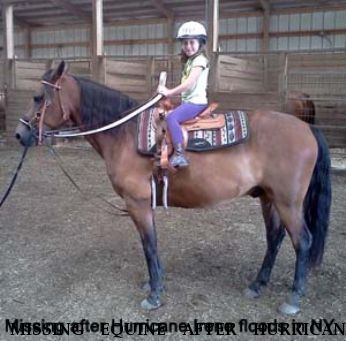 MISSING EQUINE AFTER HURRICANE IRENE Cowboy, Near Oak HIll, NY, 12460